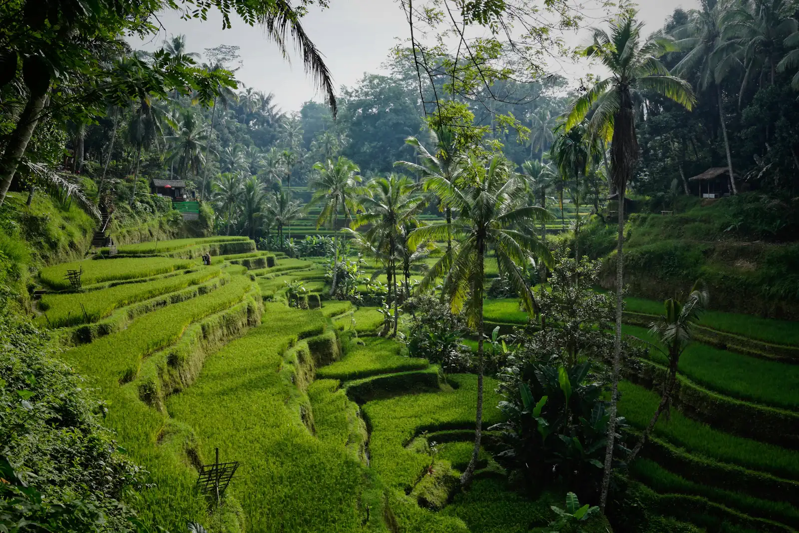 Rice terraces in Bali surrounded by palm trees